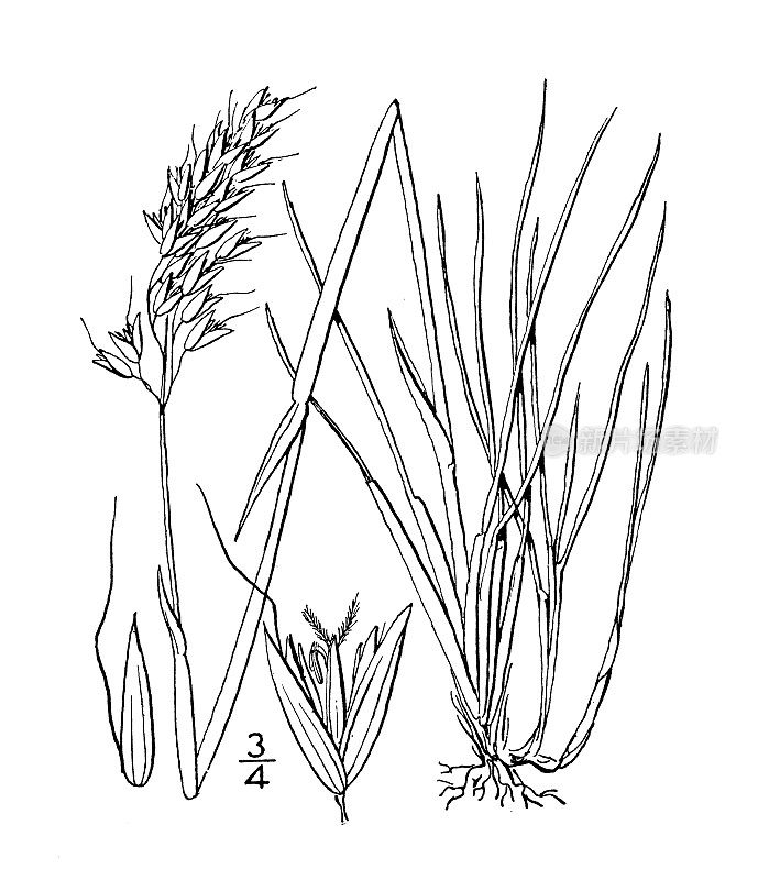 古植物学植物插图:Sevastana Alpina，阿尔卑斯圣草